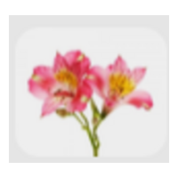 Alstroemeria