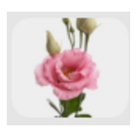 Eustoma