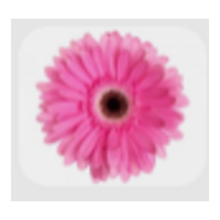 Gerbera