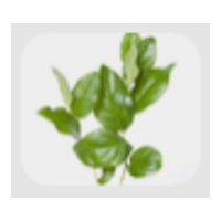 Salal